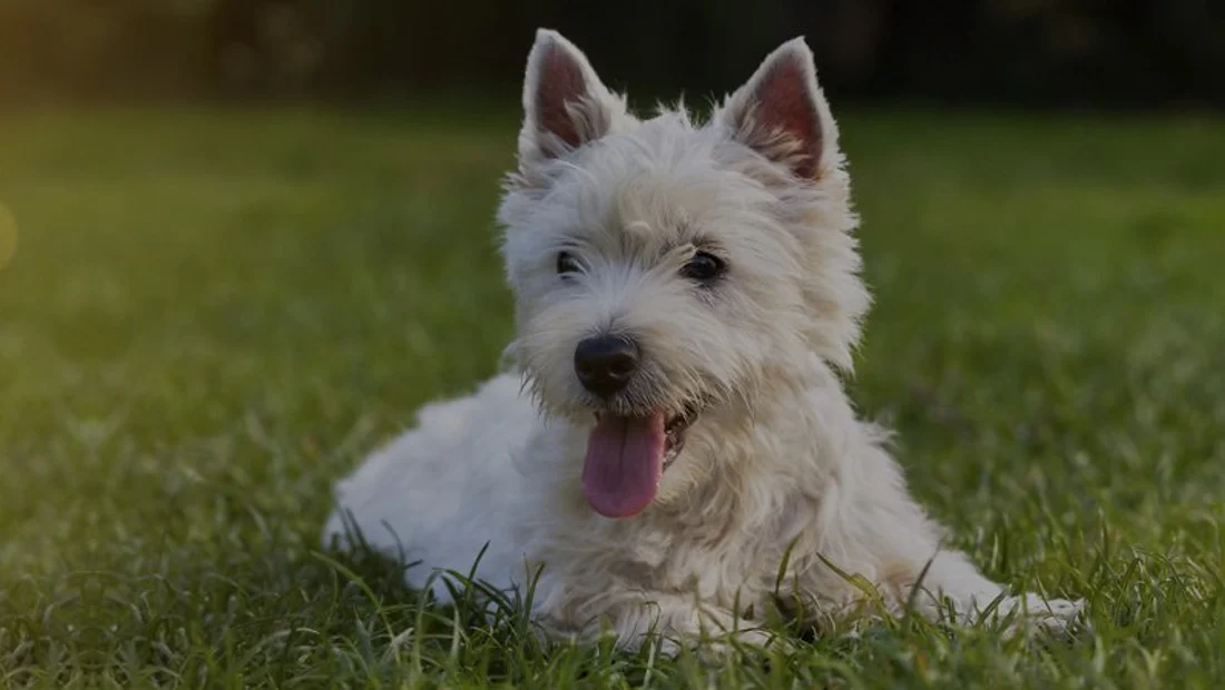 Life’s Poochy Pet Care — Pet care & dog walking for seniors