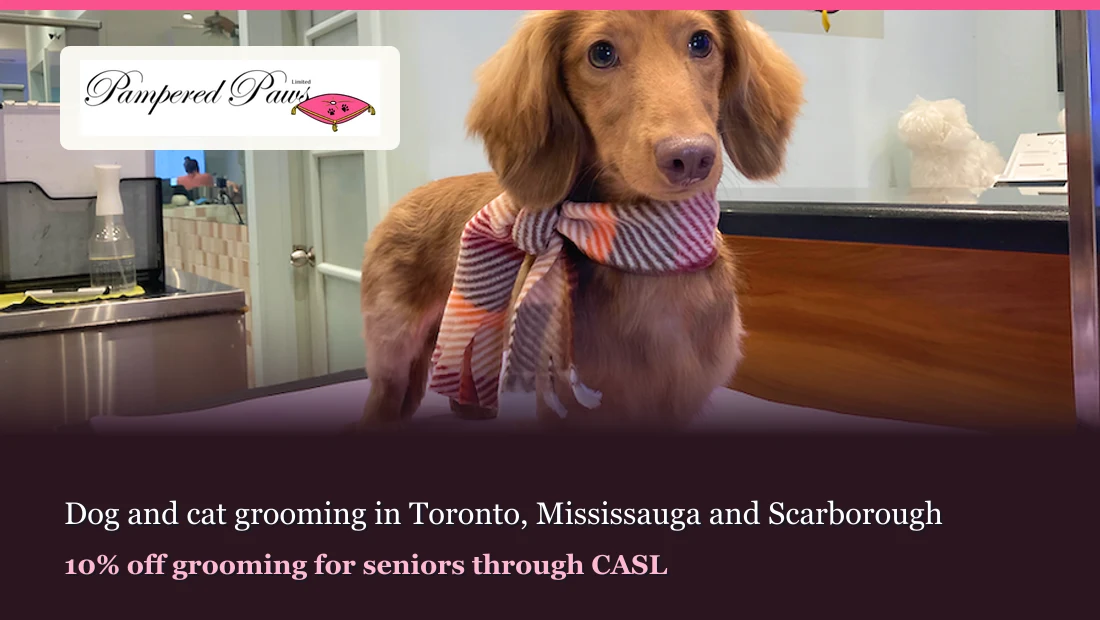 Pampered Paws — Dog and cat grooming