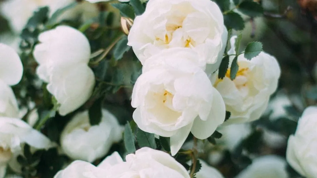Sensible Choice Cremation — Cremation & funeral planning for seniors