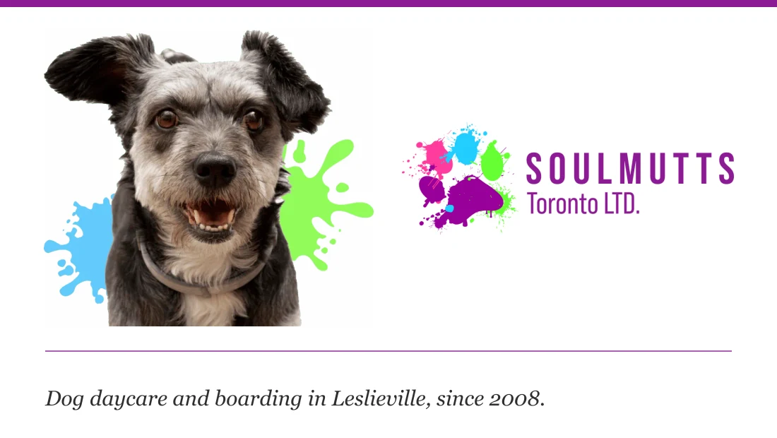 Soulmutts — Dog daycare & boarding